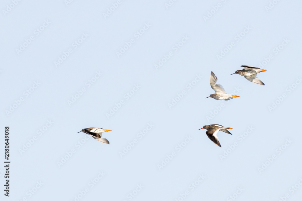 Obraz premium Common Redshanks in flight