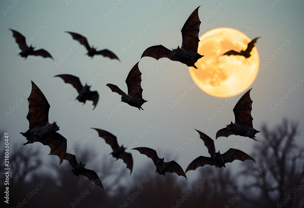 Obraz premium Flying bats silhouetted against full moon at dusk