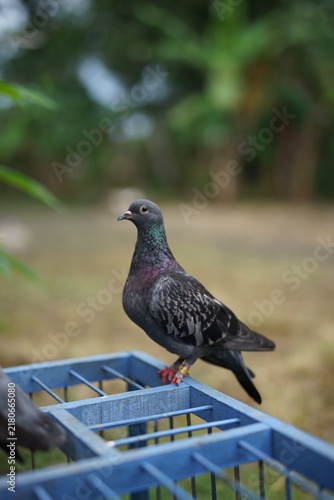 Quadro su tela Close-up portrait of a dark grey checkered racing pigeon wearing an identification ring, standing on a blue wooden cage outdoors against a blurred green nature background
