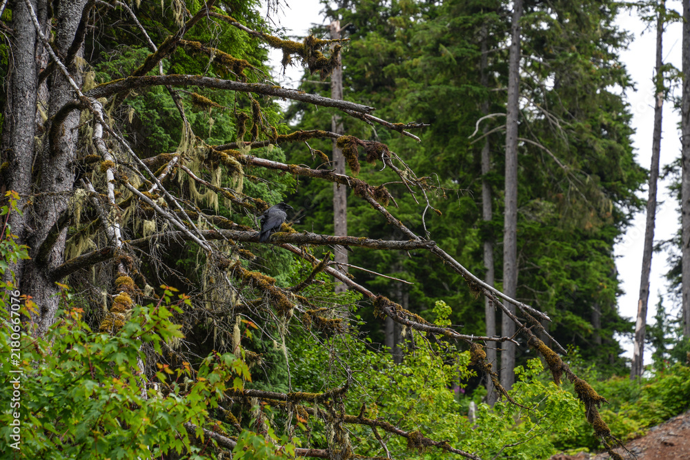 Obraz premium A raven perched on a mossy tree limb near the town of Hoonah, Alaska.