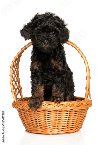 Obraz na płótnie Tiny phantom toy poodle puppy sitting inside wicker basket