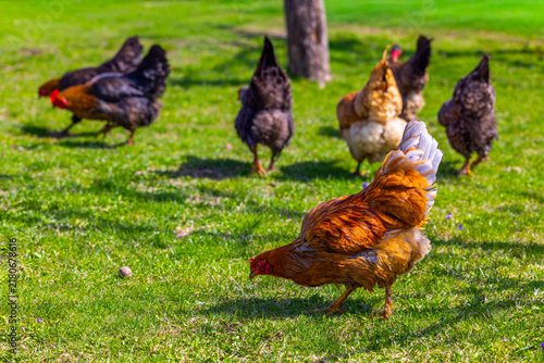 Fotografía free-range grass-fed Chickens Grazing on Lush Green Lawn Under Sunny Sky