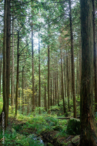 Quadro su tela Scenic vertical landscape view of a dense cedar forest with tall straight tree t