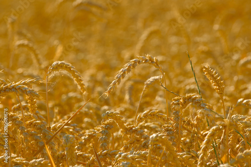 Foto Ripe wheat ears growing densely in a field, with golden grain heads and dry stem