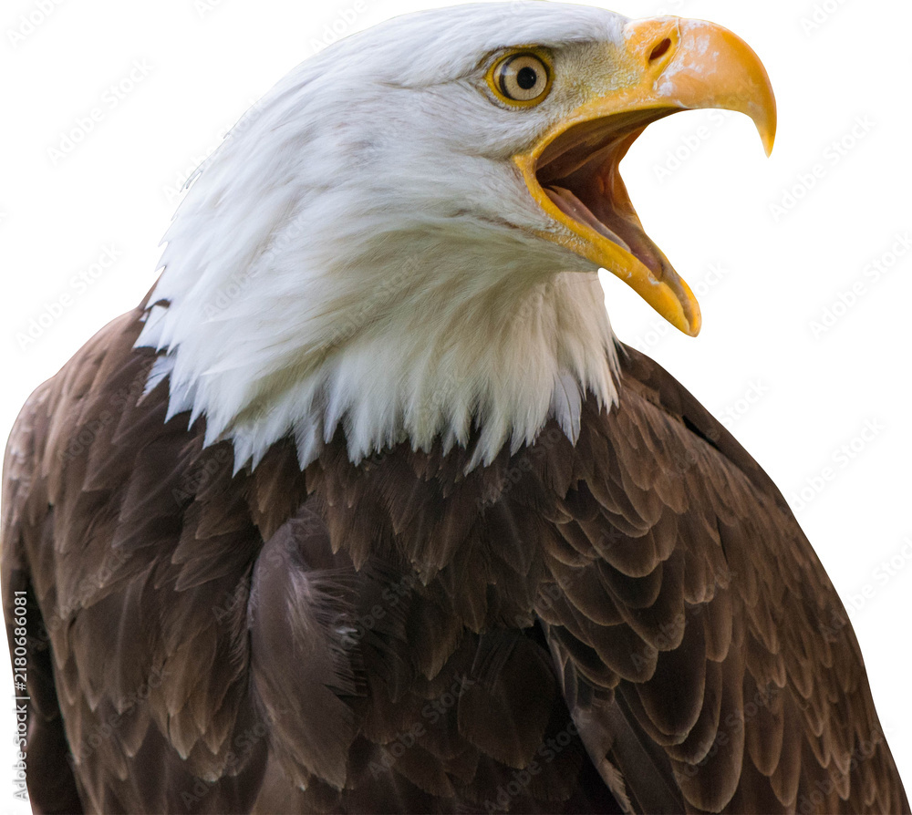 Obraz premium Bald Eagle Isolated On Transparent Background