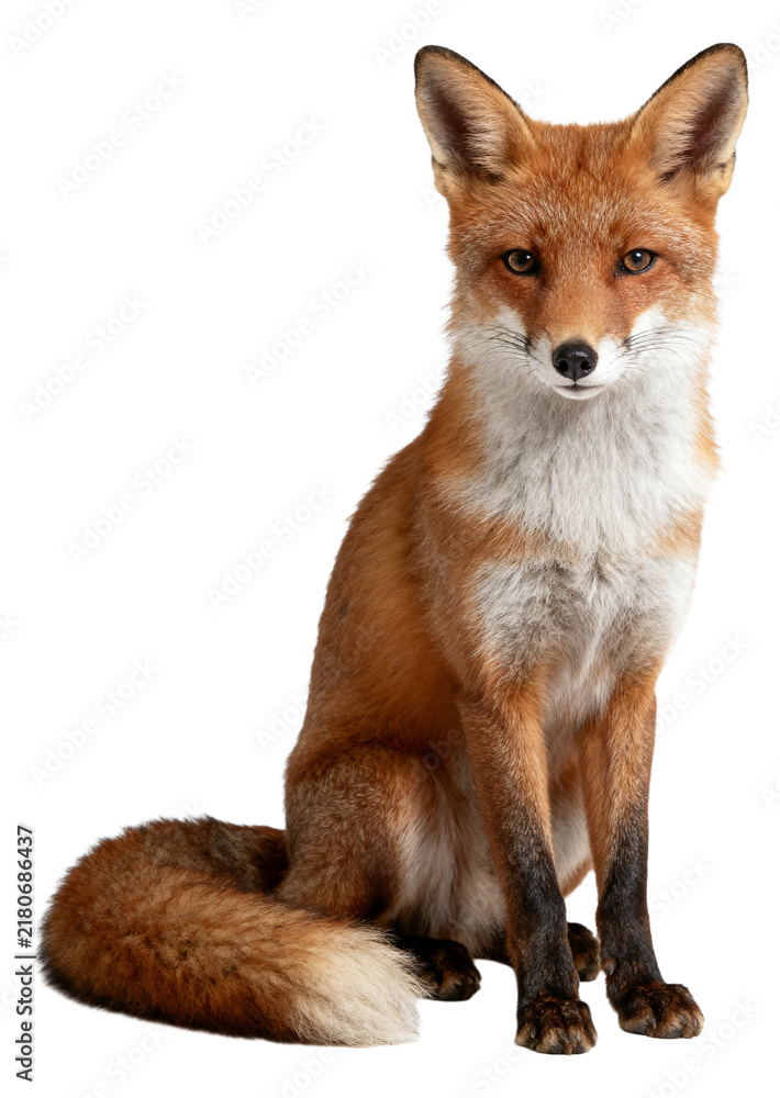 Obraz premium Red fox sitting facing camera isolated on transparent background