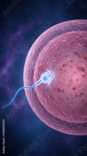 A single sperm cell fertilizing an egg human ovum