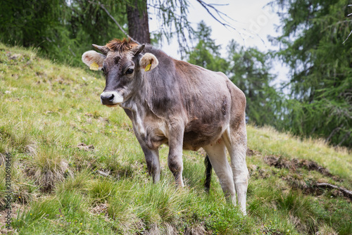 The Tyrol Grey or Tyrolean Grey is a typical alpine cattle breed from Tyrol in Austria and South Tyrol in Italy.