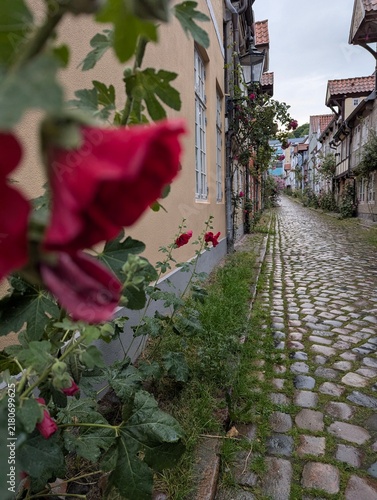 Wet Lane In Summer With Flower