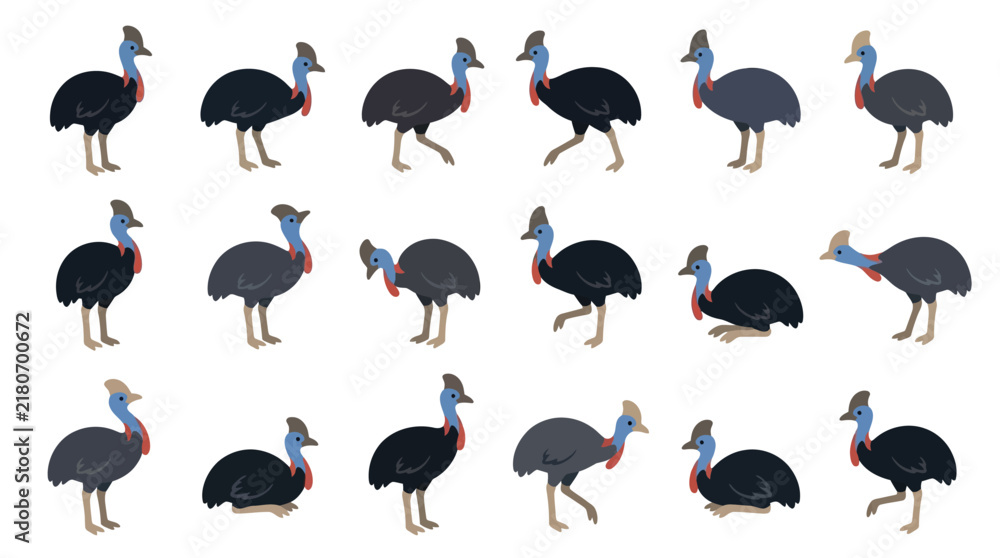Fototapeta premium Set of various cassowary bird illustrations in different poses isolated on white background.
