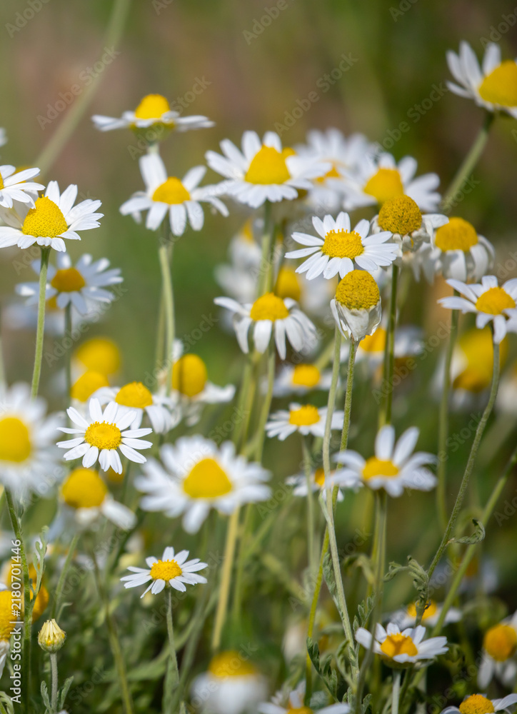Fototapeta premium Close-up of small chamomile flower bushes. Pharmaceutical chamomile flowers growing in nature. Medicinal plant