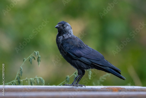 Konstfotografi A close-up of an adult western jackdaw (Coloeus monedula) standing on a rail, side view to the camera lens against a blurred green background with copy space