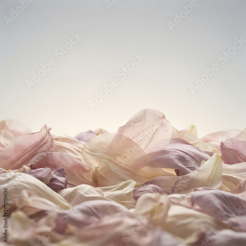 Delicate rose petals scattered in a soft-focus romantic arrangement