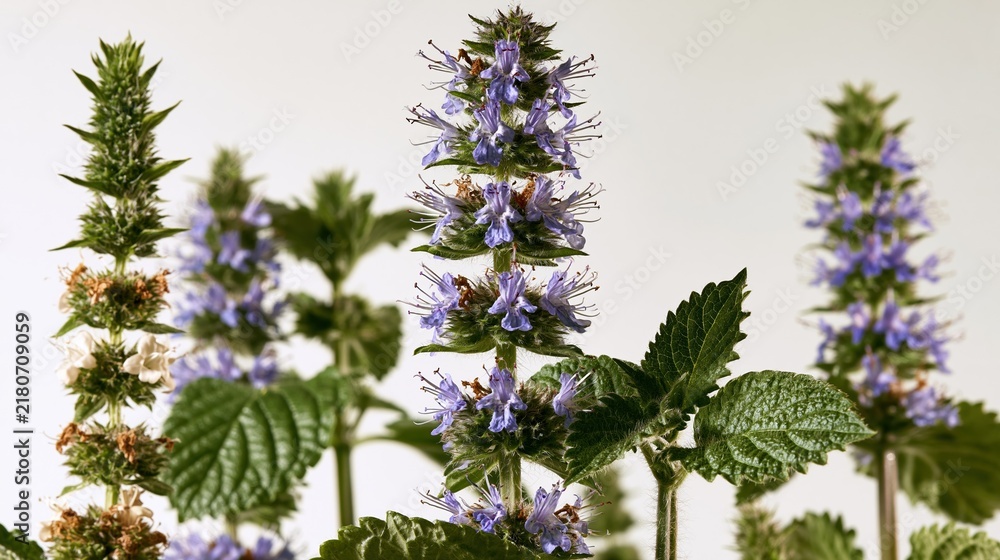 Obraz premium Close-up of delicate purple flowering stems of Agastache, also known as hummingbird mint, against a clean white background.