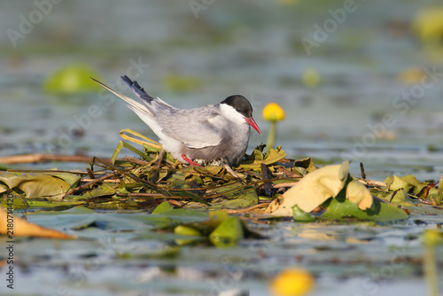 Obraz na plátně Whiskered Tern (Chlidonias hybrida) brooding on a floating nest made of water lily leaves and vegetation