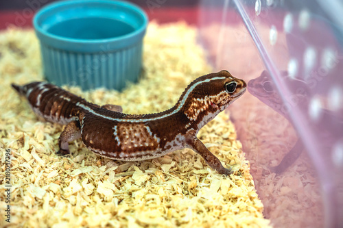 Принти на полотні Cute fat-tailed gecko relaxing inside a clean transparent plastic box container