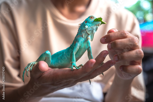 Obraz na płótnie Unrecognizable exotic pets owner feeding fresh food to beloved blue iguana outdo