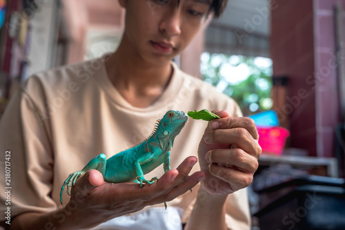 Fotografie Unrecognizable exotic pets owner feeding fresh food to beloved blue iguana outdo
