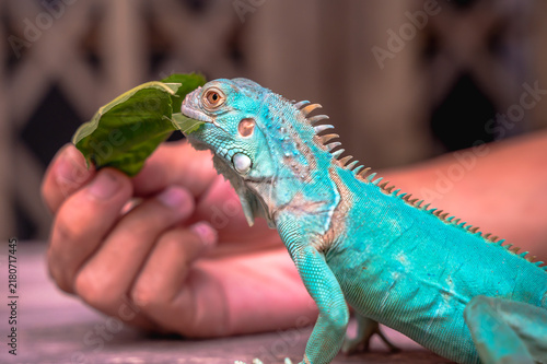 Foto Unrecognizable exotic pets owner feeding fresh food to beloved blue iguana outdo