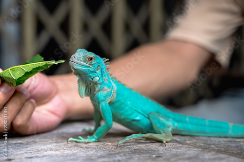 Foto Unrecognizable exotic pets owner feeding fresh food to beloved blue iguana outdo
