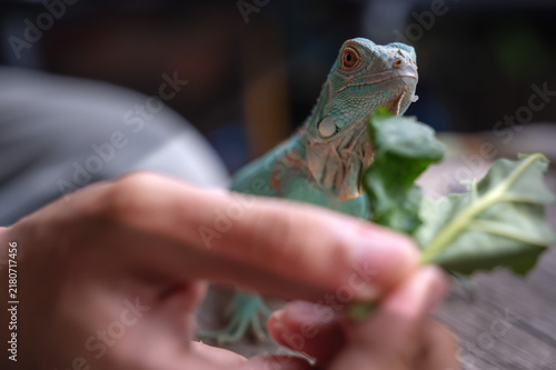 Foto Unrecognizable exotic pets owner feeding fresh food to beloved blue iguana outdo