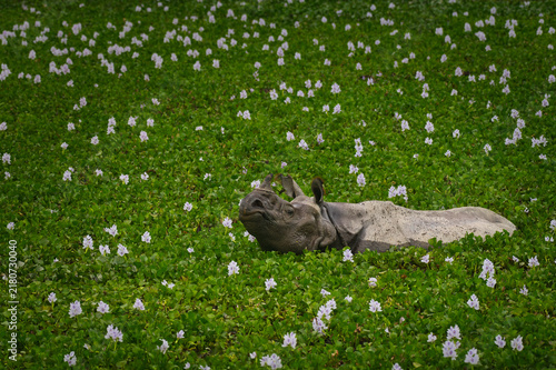 Foto Indian Rhinoceros wallowing in blooming water hyacinth, Kaziranga National Park,