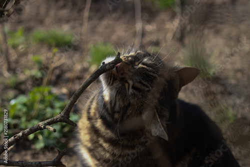 A smart cat takes his morning toilet and brushes his teeth.