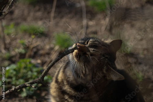 A smart cat takes his morning toilet and brushes his teeth.