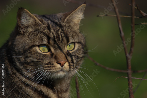 A smart cat takes his morning toilet and brushes his teeth.