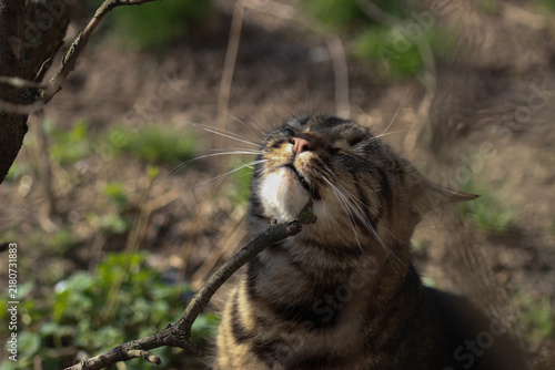 A smart cat takes his morning toilet and brushes his teeth.