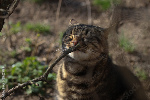 A smart cat takes his morning toilet and brushes his teeth.