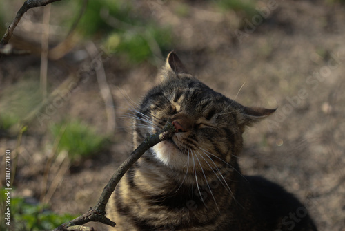 A smart cat takes his morning toilet and brushes his teeth.