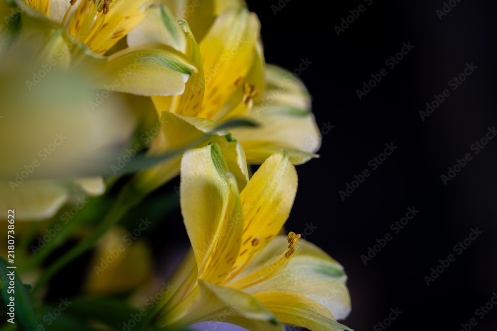 Obraz premium Yellow alstroemeria flowers in macro shot with dark background