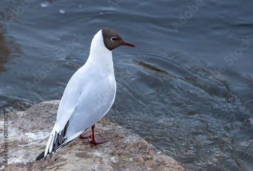 Obraz na płótnie Black-headed gull sitting on a rock by a river