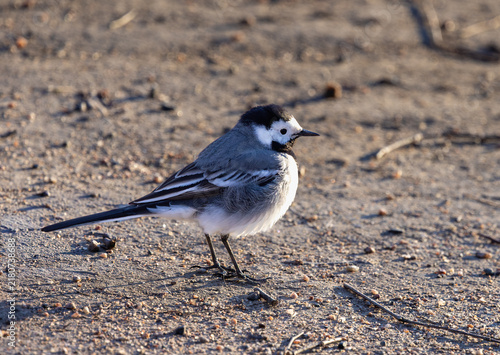 White wagtail walking on ground
