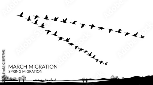 Very beautiful black and white vector of migratory birds flying in V formation against a clear dawn sky, simple silhouettes, March migration, clean composition, SPRING MIGRATION no gradients.
