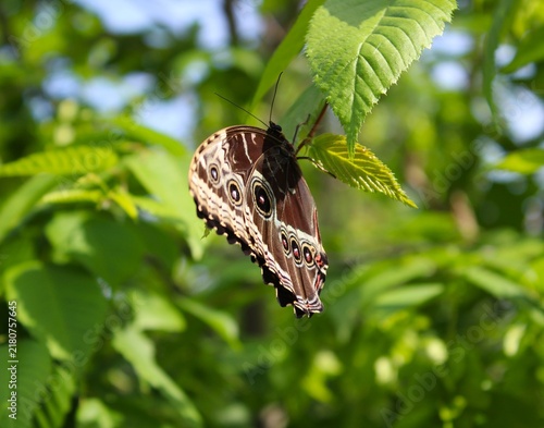Cuadro en lienzo Blue Morpho Butterfly
