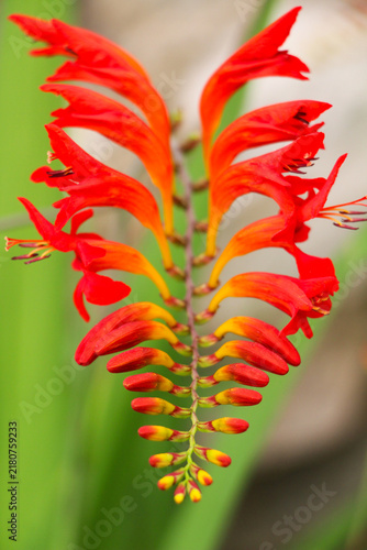 Cuadro en lienzo Crocosmia 'Lucifer' Flower