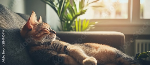 Adorable Tabby Cat Sleeping Peacefully on a Comfortable Couch in Warm Sunlight