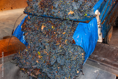 Konstfotografi Winemaking harvest collecting red grapes in winery
