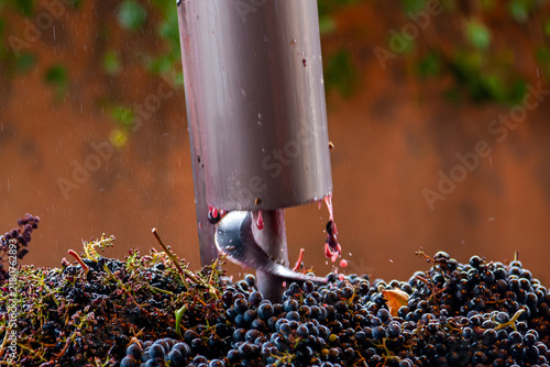 Cuadro en lienzo Screw conveyor processing red grapes for winemaking in winery