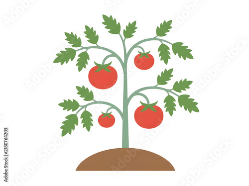 Tomato plant with ripe red tomatoes isolated on transparent background