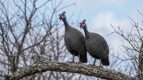 Two helmeted guineafowl perched on a branch against a cloudy blue sky in a natural wildlife setting