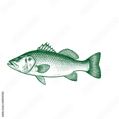 barramundi fish Hand Drawn Illustrations