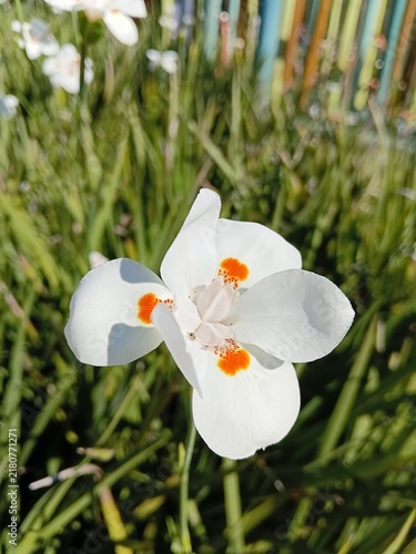 Fotografie Dietes grandiflora White African Iris  swaying in the wind.
