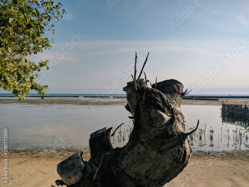 Фотография Weathered driftwood stump on sandy beach during calm morning with soft sunlight