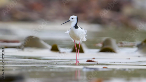 Pied Stilt standing on shallow wetland with leg reflection