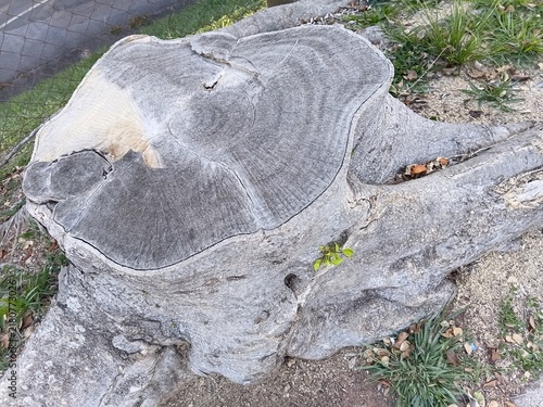 Obraz na plátně Section of a stump top view
