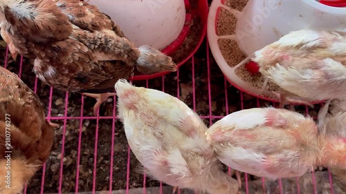 Group of young chickens eating feed from plastic feeders inside a coop wire cage. Top view of poultry farming and livestock raising on a farm