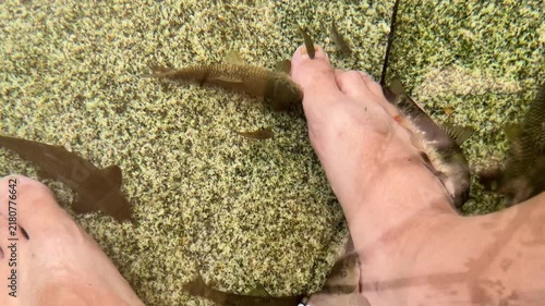 Close up shot of male foot resting in clear shallow water with doctor fish feeding on skin. Garra rufa spa procedure on mossy stone pool bottom for natural skincare